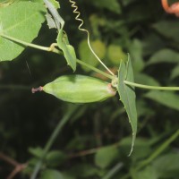 Solena umbellata (J.G.Klein ex Willd.) W.J.de Wilde & Duyfjes